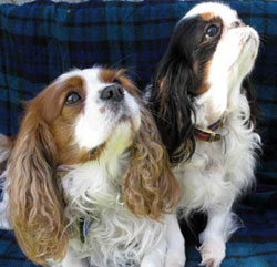 difference between king charles and cavalier king charles